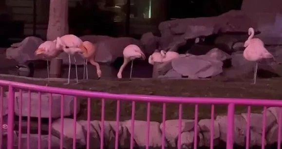 A Stolen Flamingo, Fedor Leaves GG & Rampage's $340K Pokémon Card