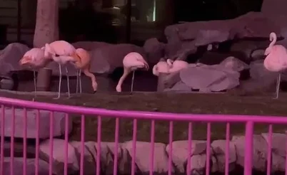 A Stolen Flamingo, Fedor Leaves GG & Rampage's $340K Pokémon Card