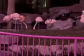 A Stolen Flamingo, Fedor Leaves GG & Rampage's $340K Pokémon Card